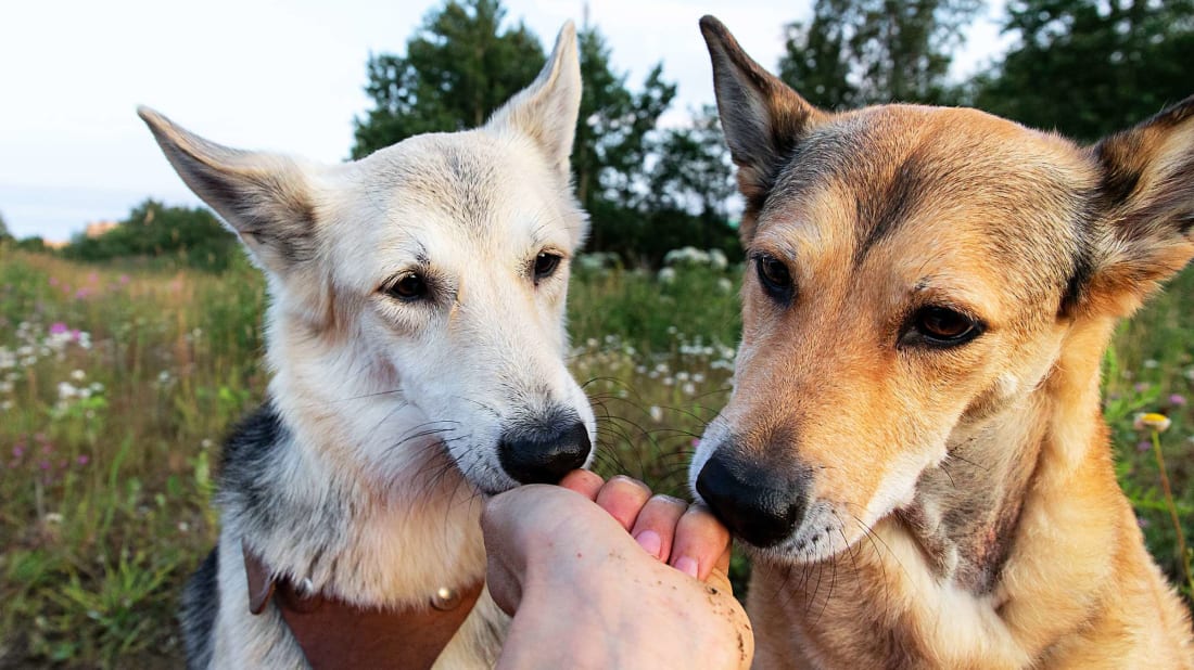 A good sniff is the first step.