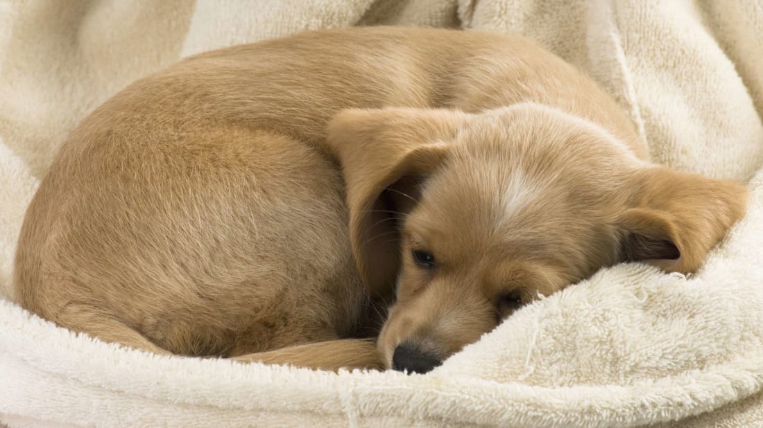 Sleepy dogs don’t just curl up into a ball because it’s cute.