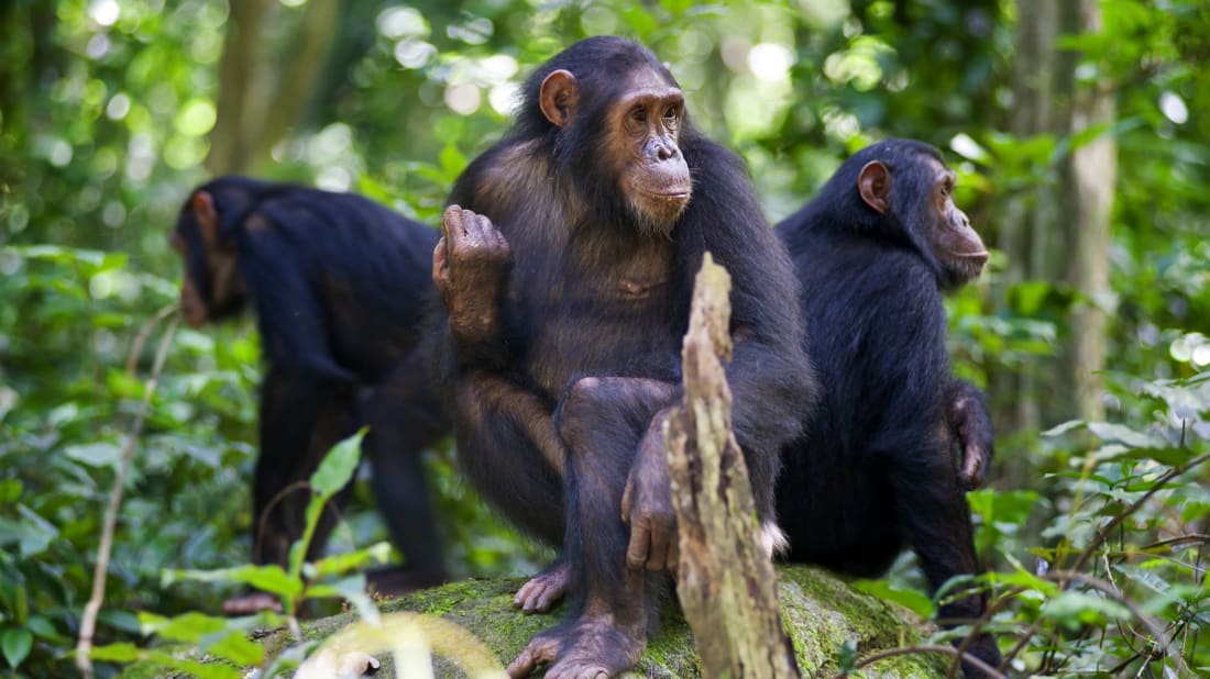 Chimpanzees hang out in Gombe Natio<em></em>nal Park.