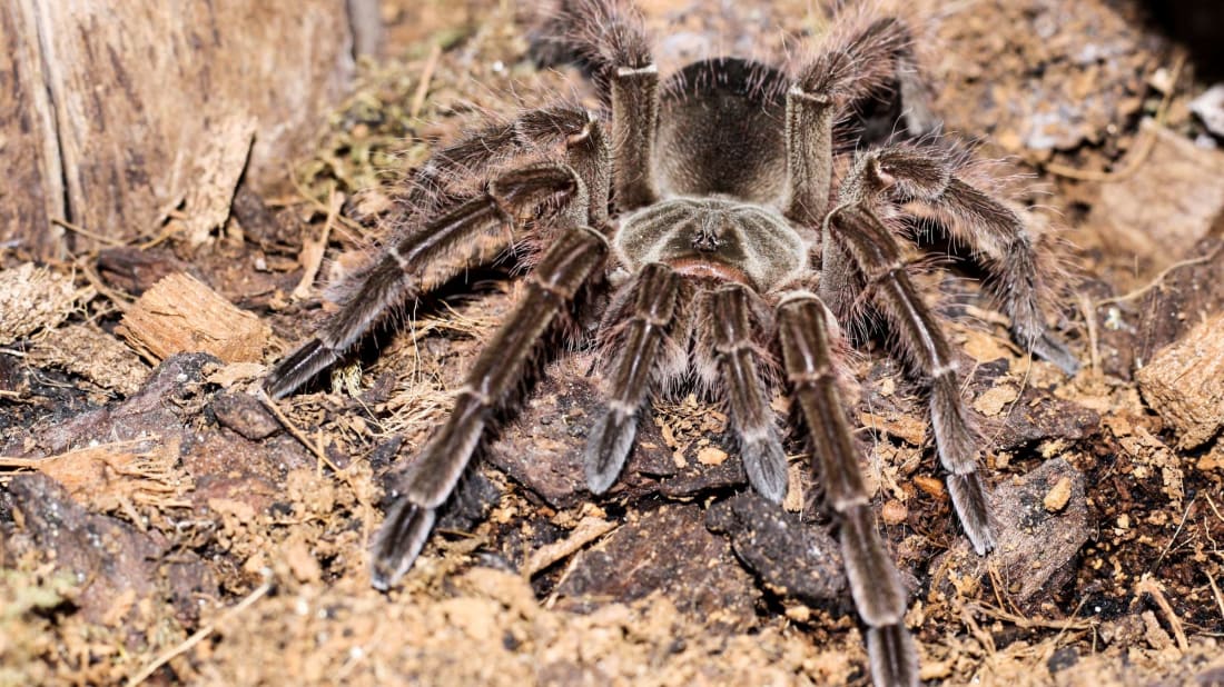 Young female Goliath bird-eating spider.