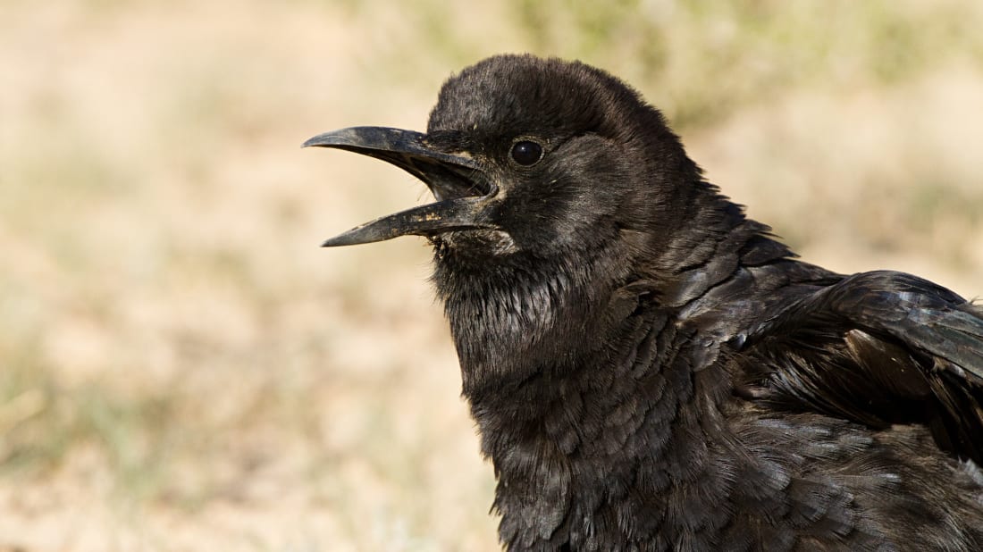 Cosmo the crow gave some kids in Oregon a lesson in swearing.