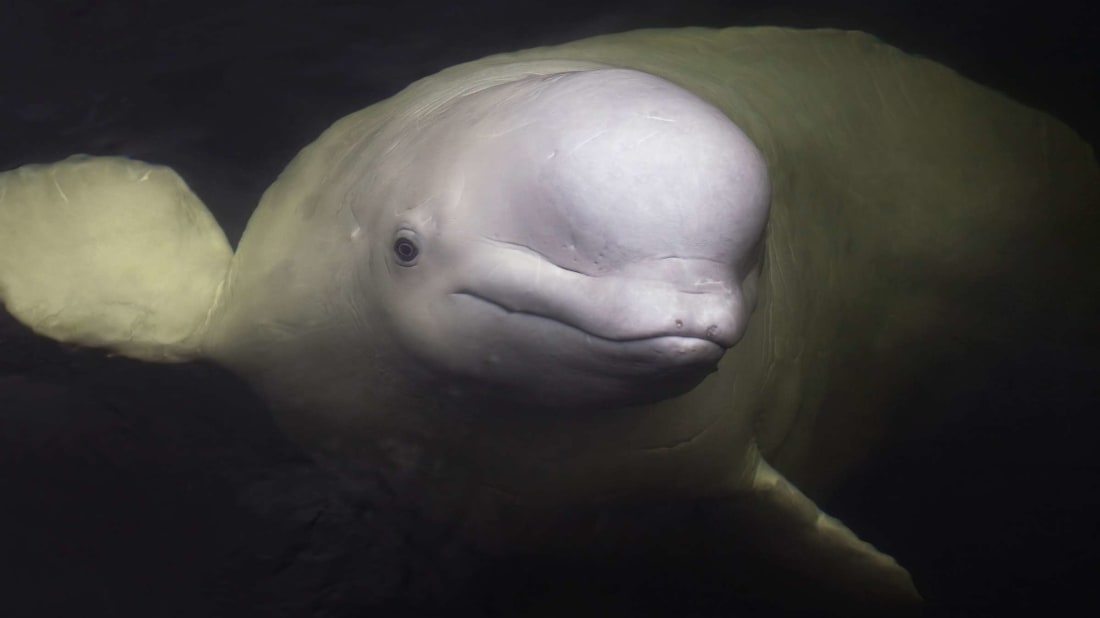 Meet the beluga, nicknamed the "canary of the sea."