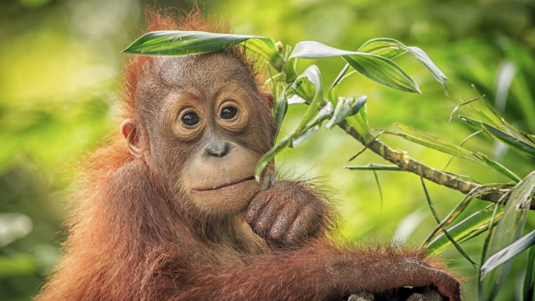 A baby orangutan in a forest