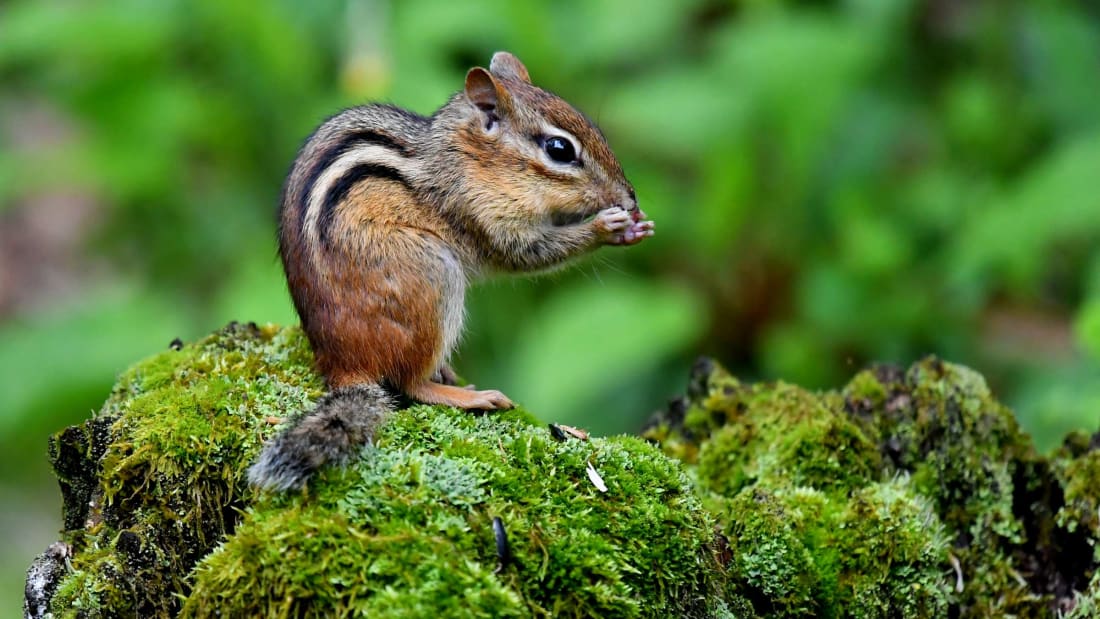 An Eastern chipmunk havin<em></em>g a snack.