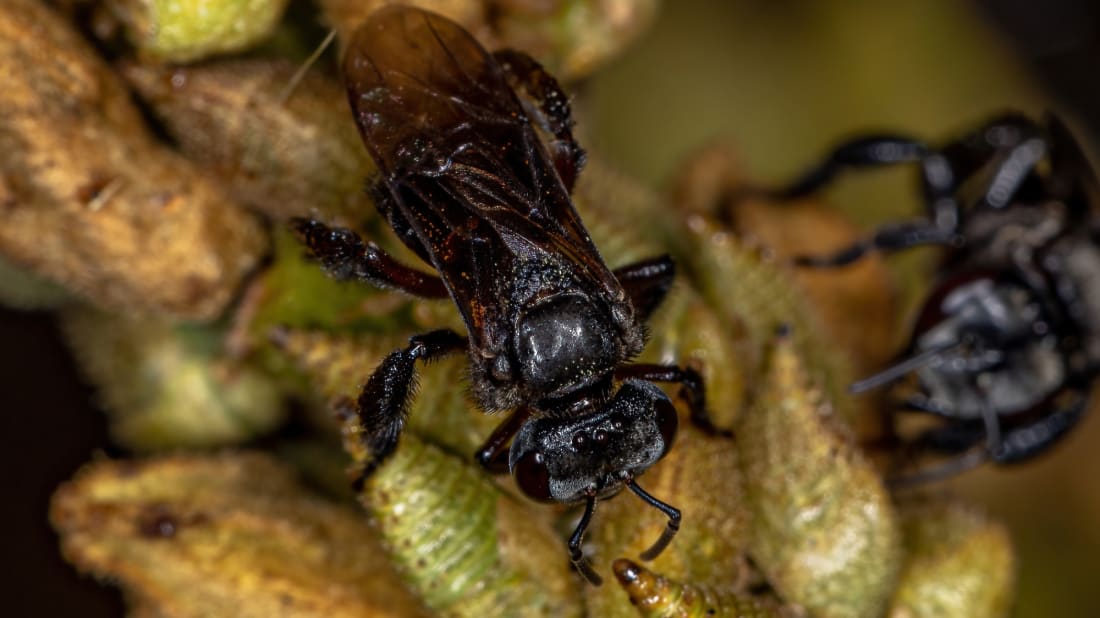 The Trigona species of bee, which includes bees of the meat-eating variety.