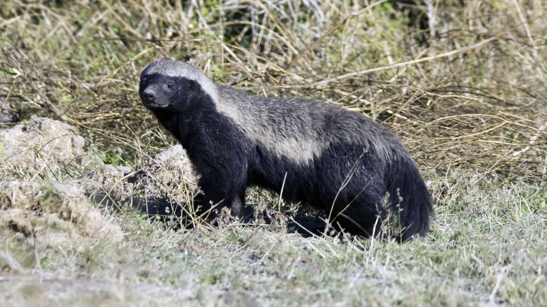 All you need to know a<em></em>bout the creature that fearlessly faces down predators with "stink bombs," among other incredible tactics.