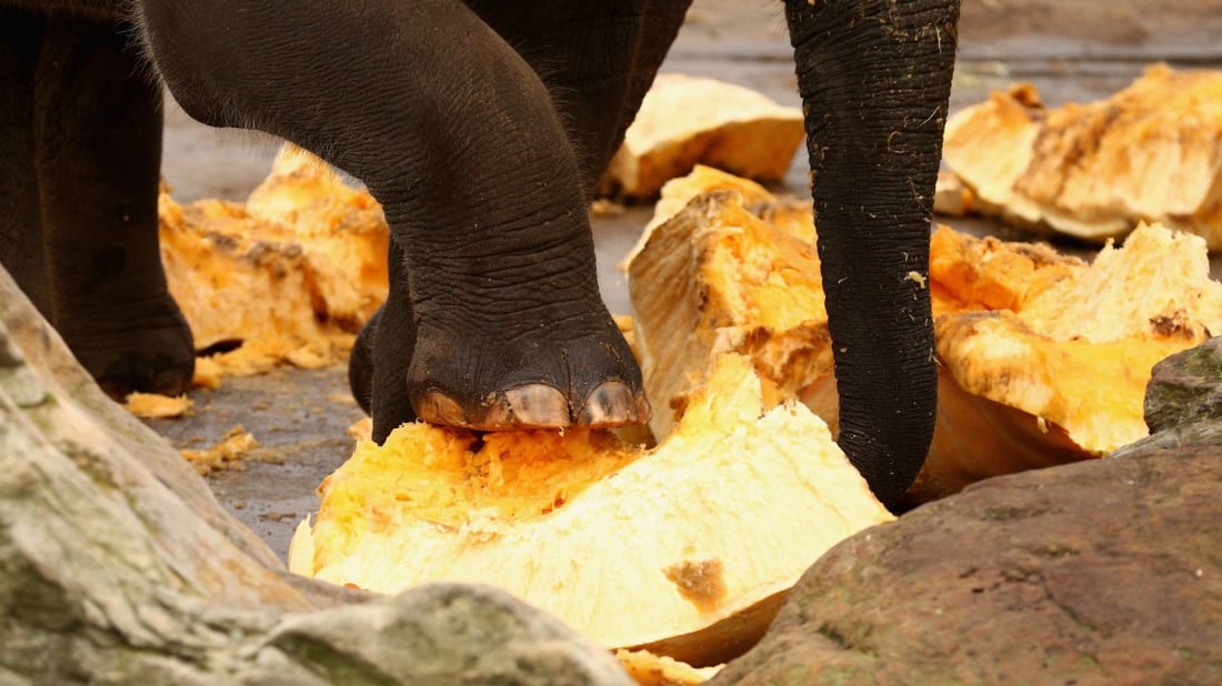 Elephant smashing a pumpkin at the Taro<em></em>nga Zoo in Sydney, Australia, in 2015.