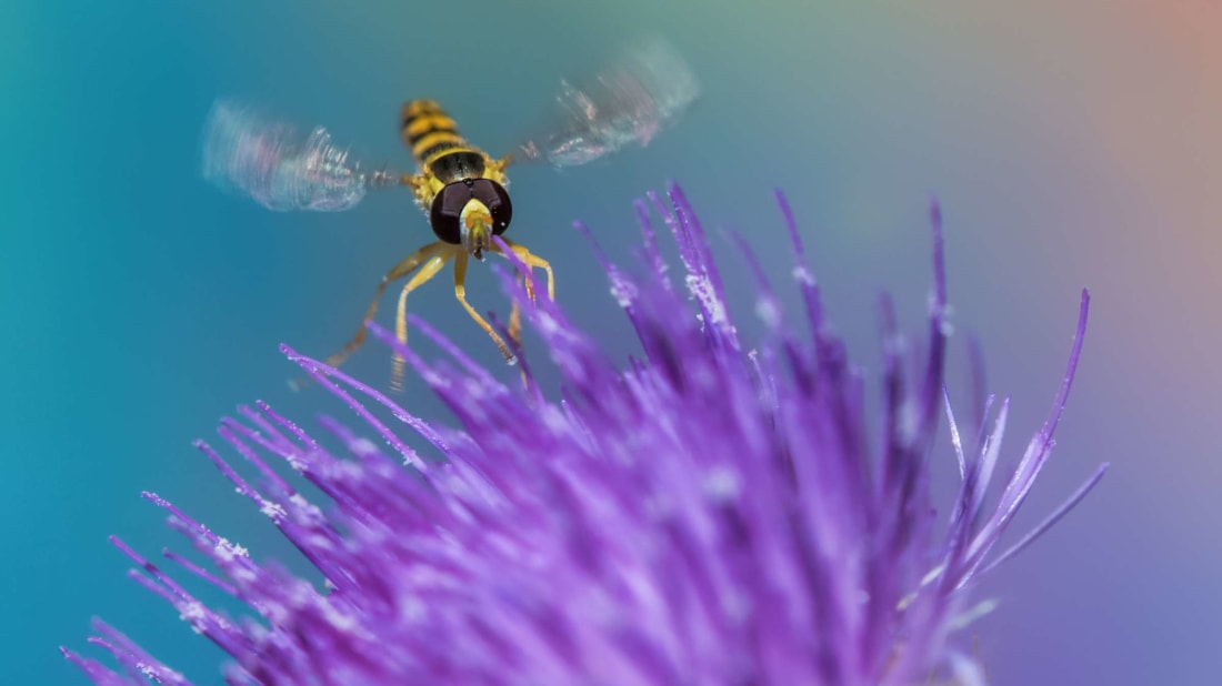 A hover fly living up to its name on a thistle.