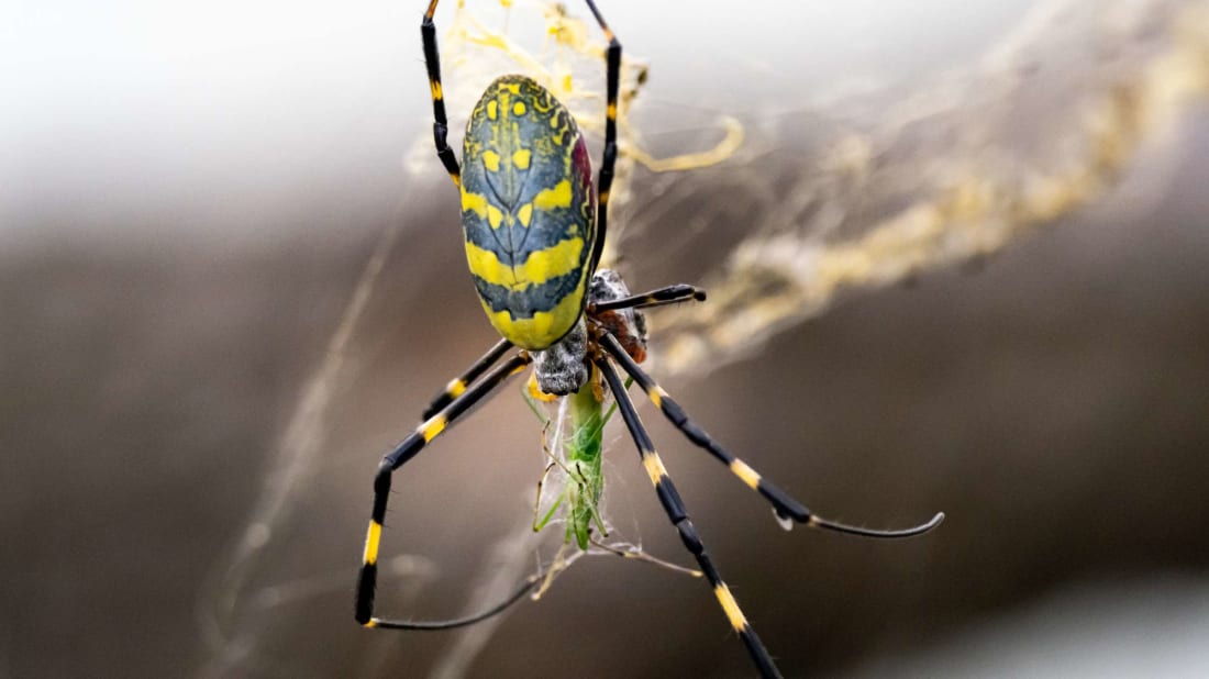 A Joro spider snacking on a grasshopper.