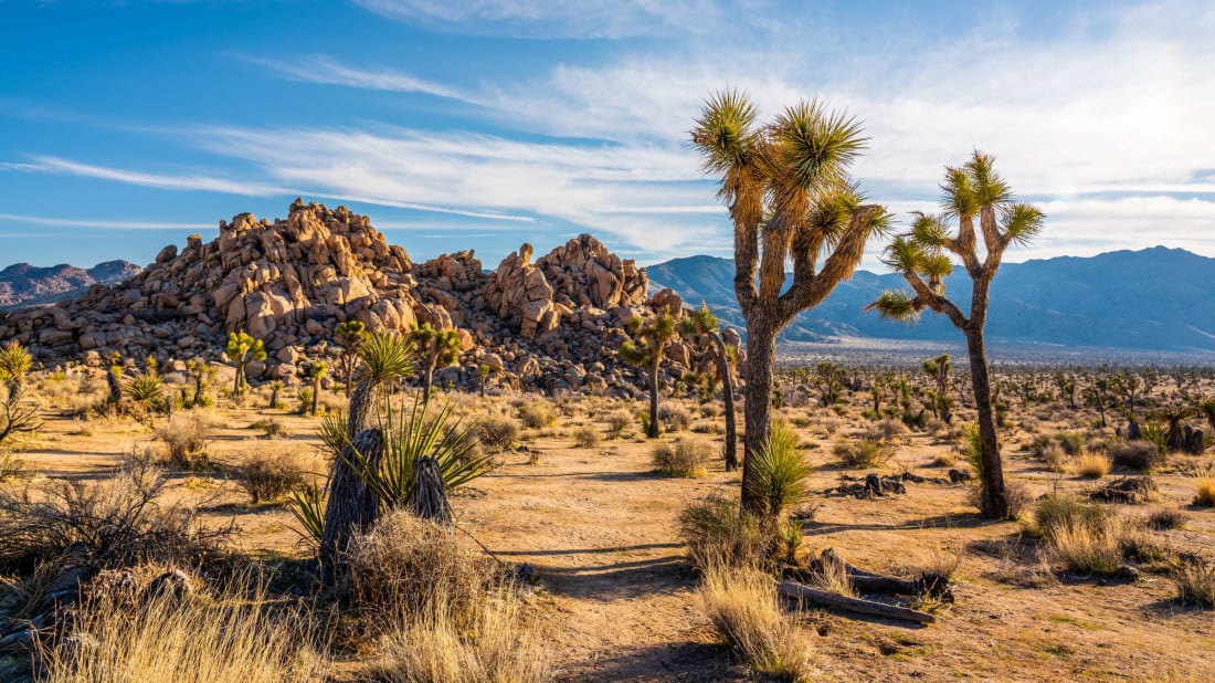 Joshua Tree Natio<em></em>nal Park.