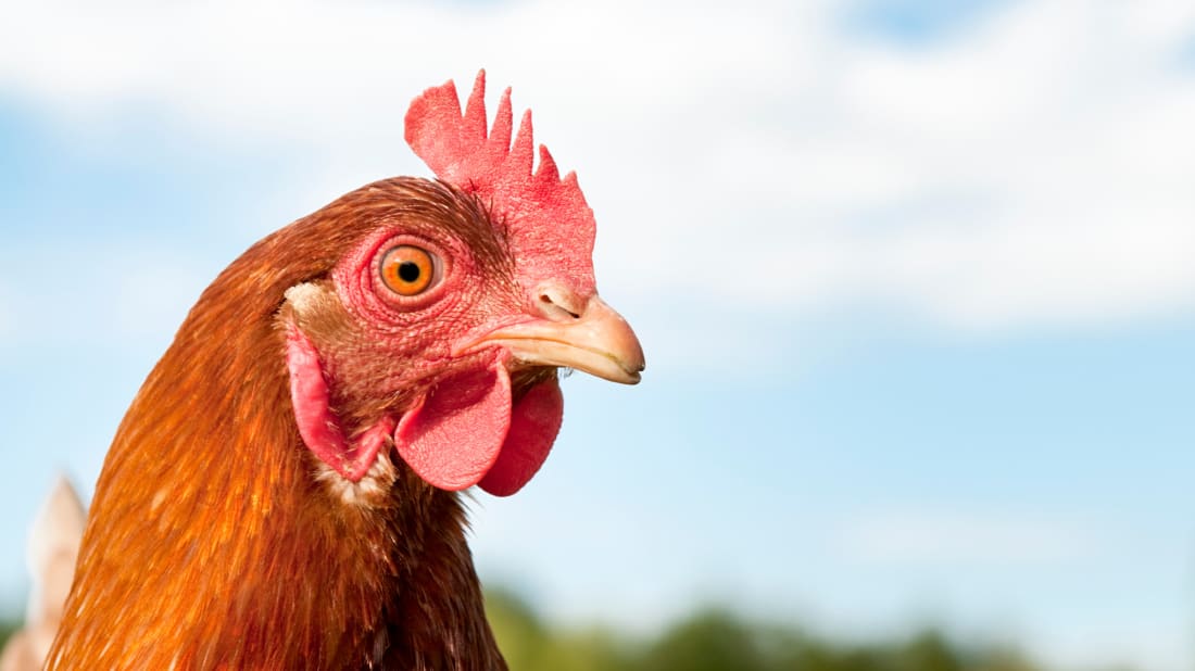 A traffic chicken is patrolling a New Zealand preschool.