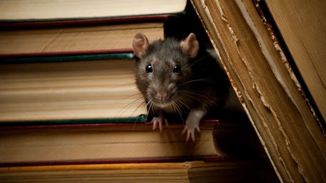 A well-read rat is still a nuisance.