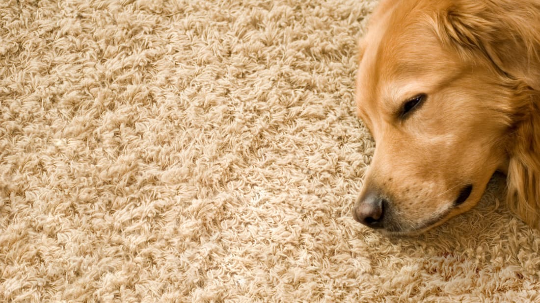 If you own a pet, a carpet like this won't look good for long.