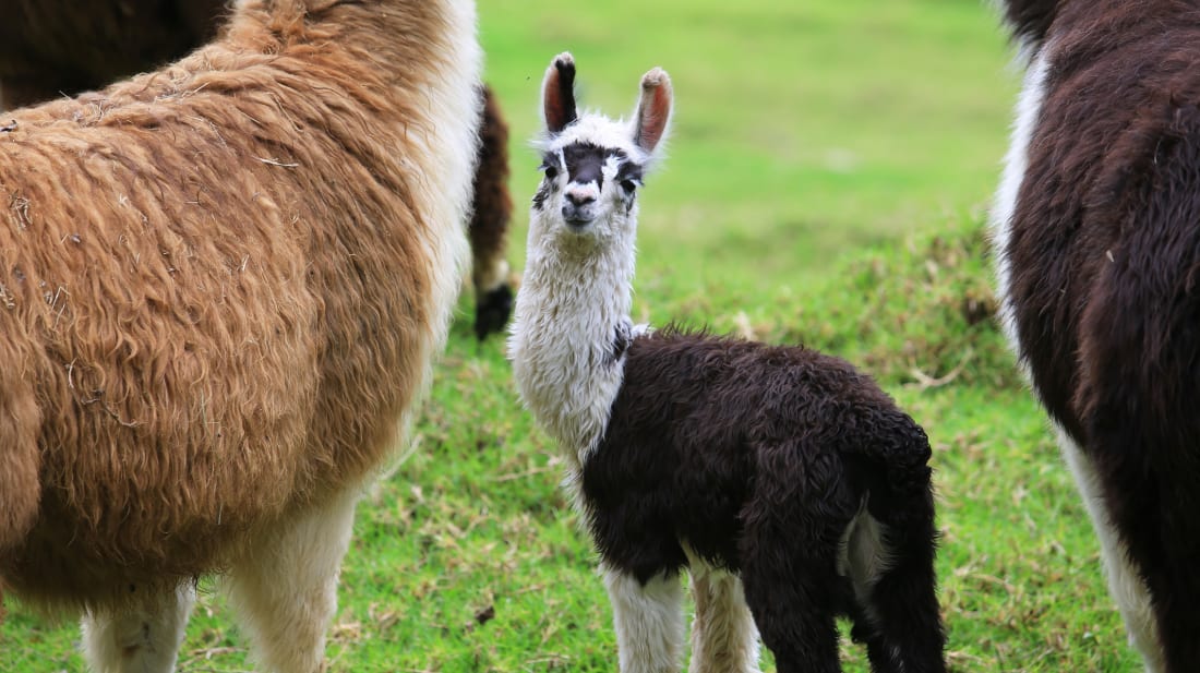 Never wo<em></em>nder what you should call a baby alpaca again.