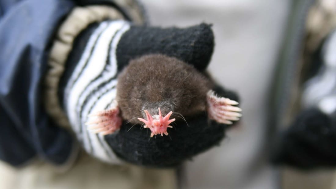 Would you let this star-nosed mole touch you with its schnoz? 