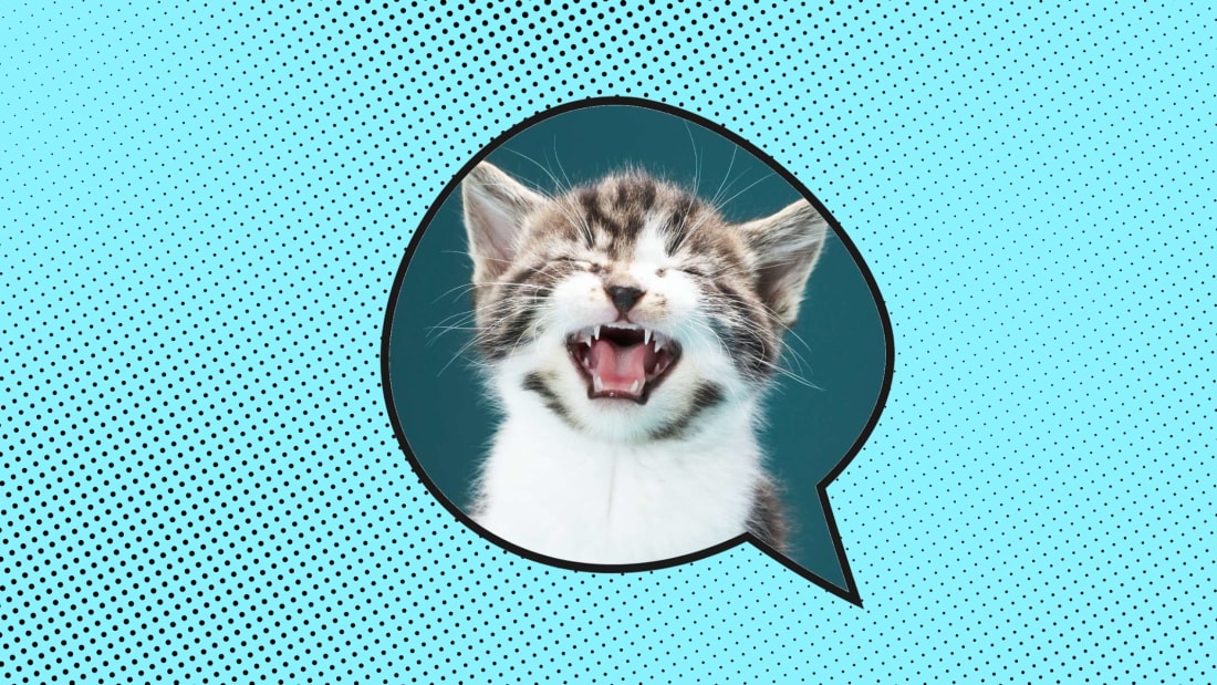 Ajwad Creative (Speech Bubble), Martin Poole (kitten) /iStock via Getty Images Plus