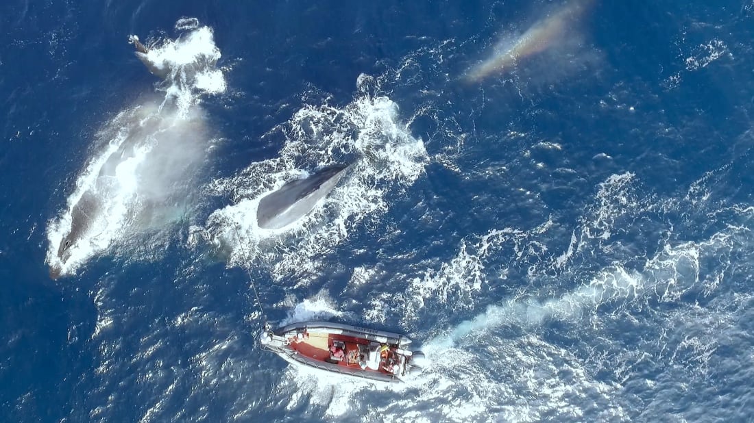 Scientists from the expedition tagging whales in the Santa Barbara Channel.