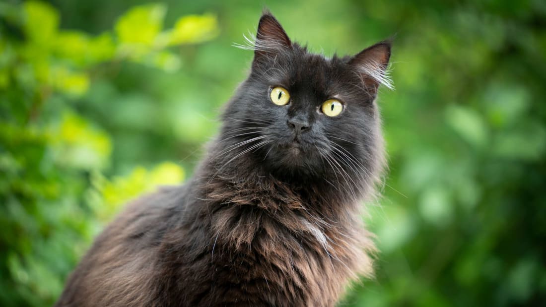 This black cat is probably wo<em></em>ndering how anyone could think it brings bad luck.