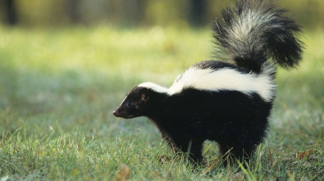 You best be avoiding this cute skunk right a<em></em>bout now.