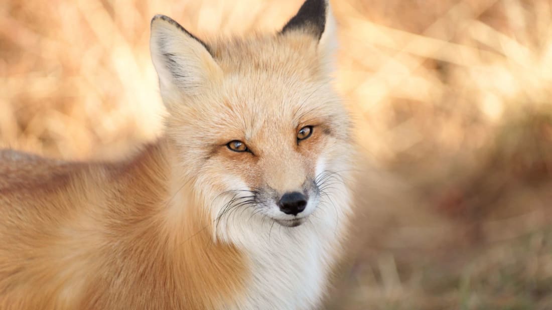 A red fox.