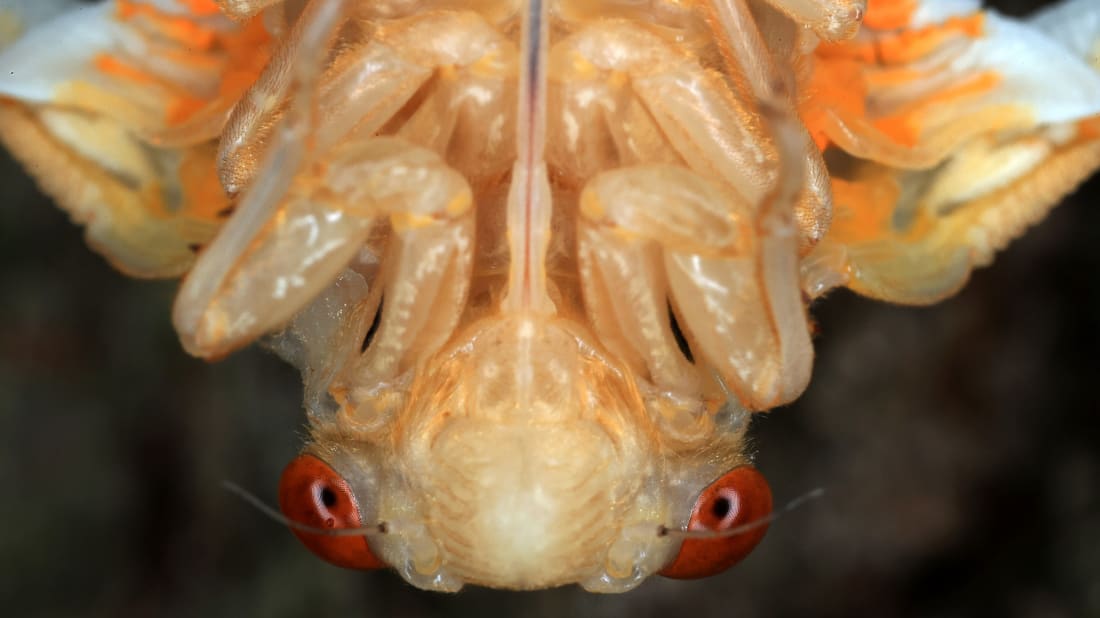 Brood X cicadas are sending their offspring off to burrow underground for 17 years.