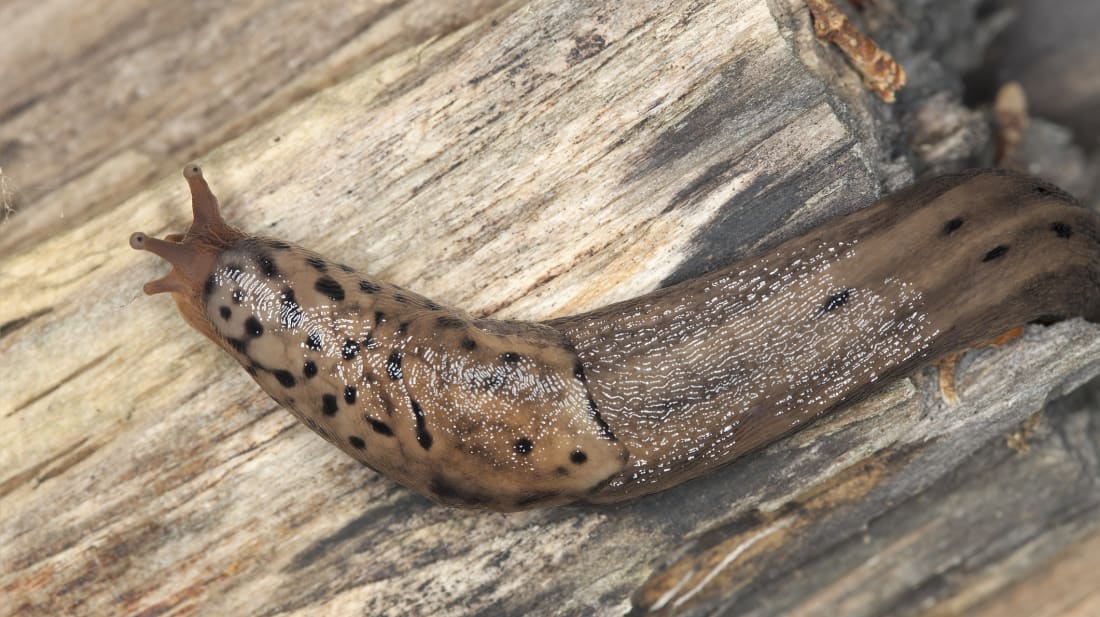 Surprise! A leopard slug's penis is located on its head.