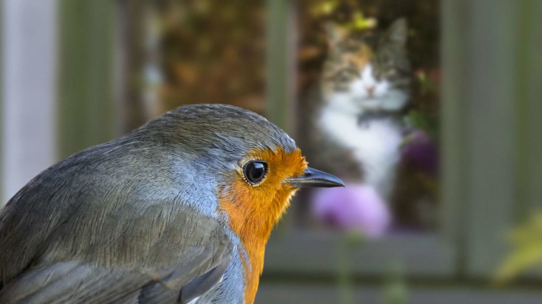 You'll need more than a well-placed house cat to keep birds from hitting your windows.