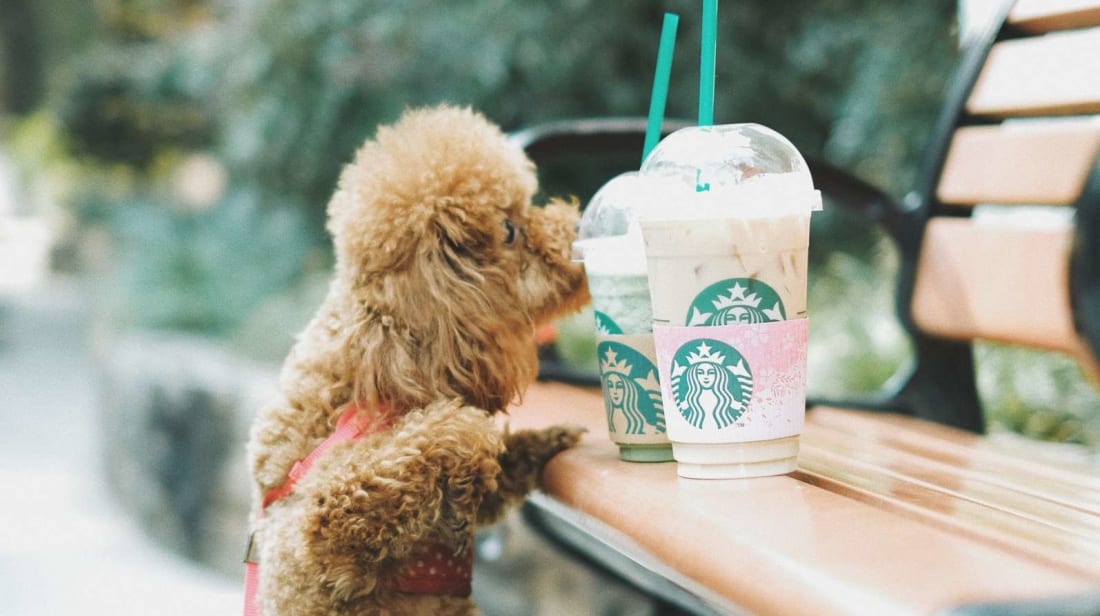 If you're craving Starbucks, they're craving Starbucks. Bring them to Starbucks.