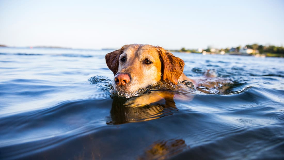 A good swimming boy.