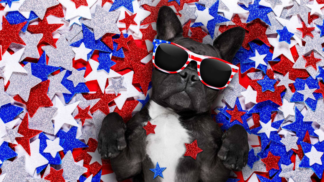 May all dogs be this chill on the Fourth of July.