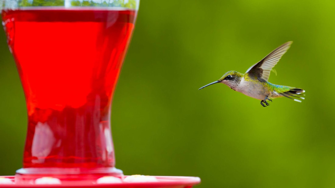 A female ruby-throated hummingbird headed for her next meal.