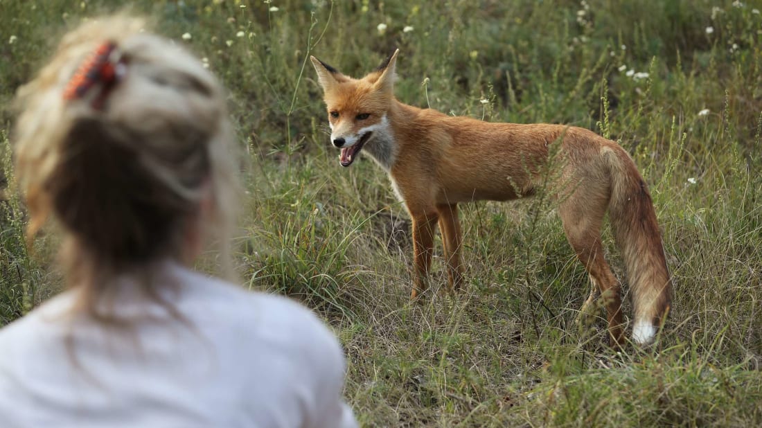 A fox near the Chernobyl power plant in 2017.