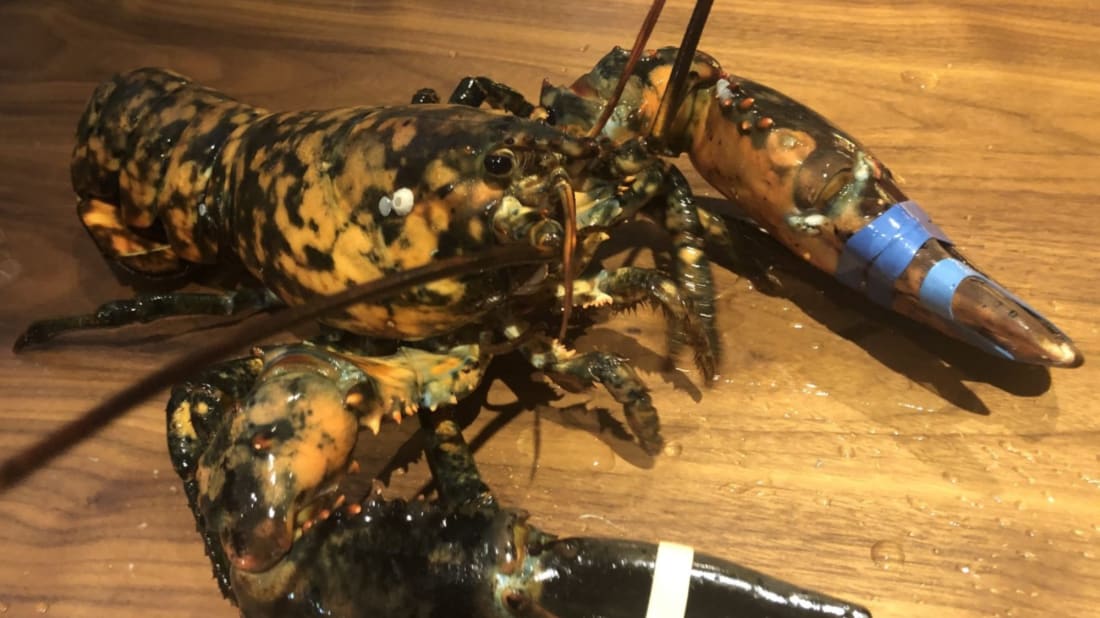 The calico lobster dubbed 'Freckles.'