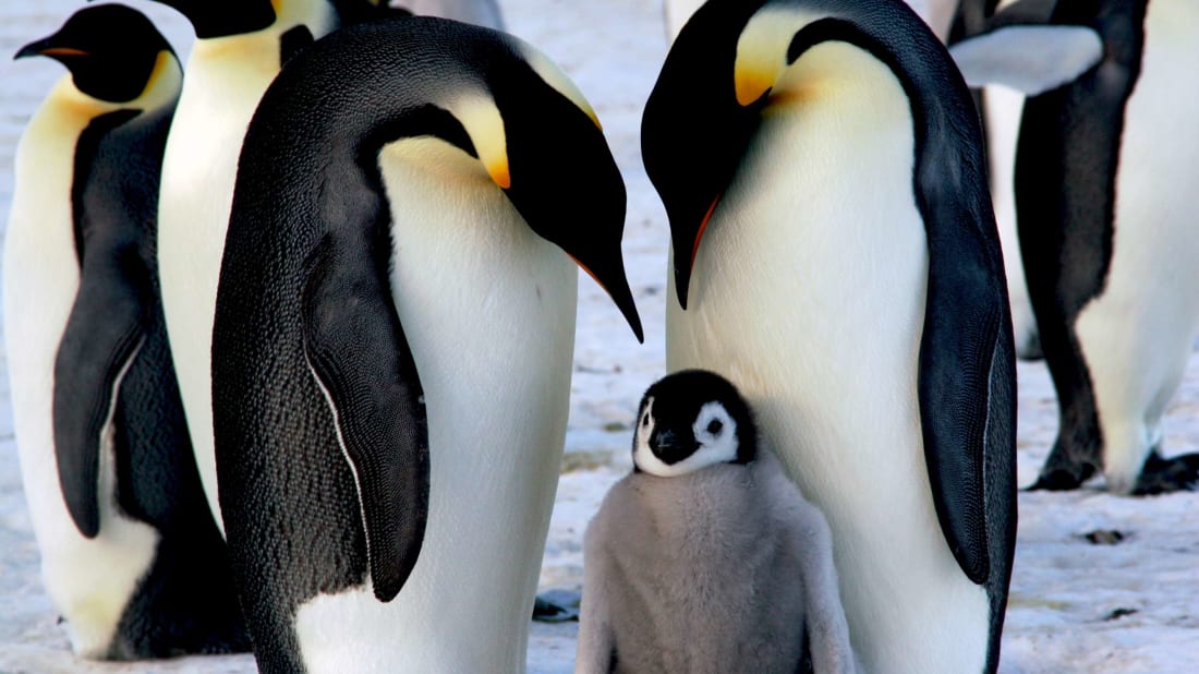 Emperor penguin parents are very devoted to their chicks.