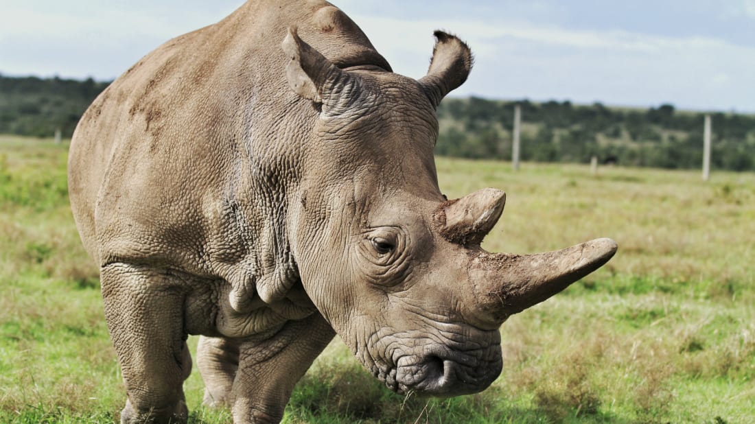 Rhinos need to be relocated in order to survive.