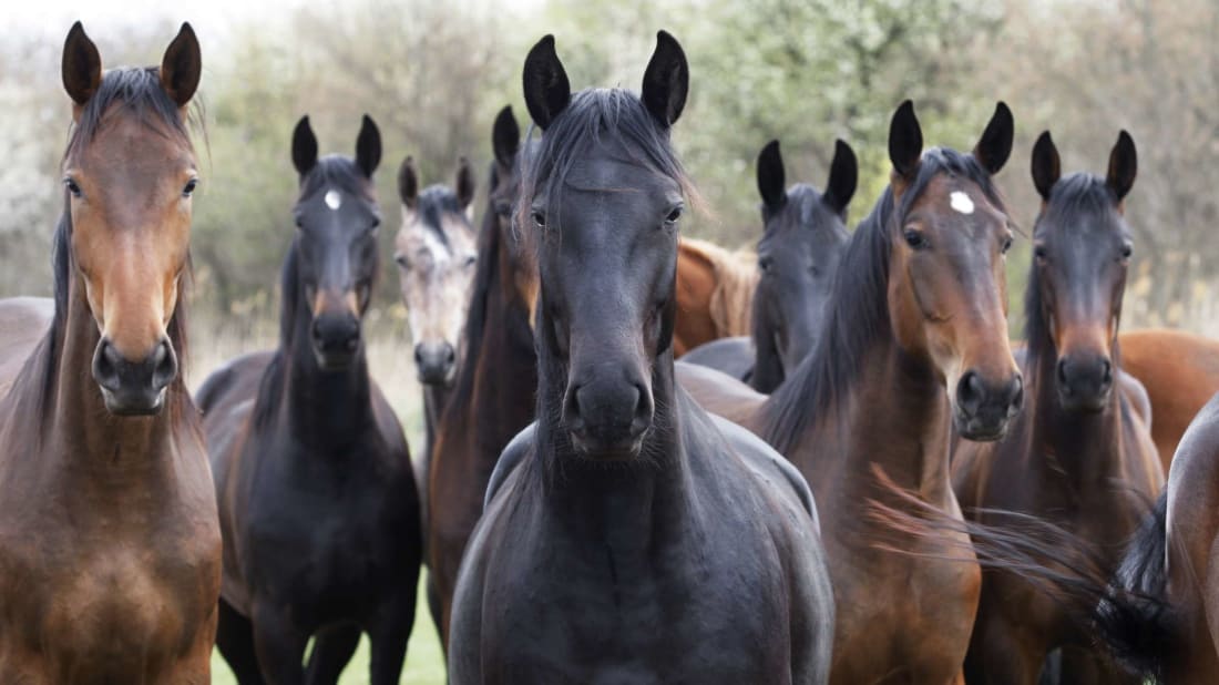 Get ready for the Kentucky Derby with these facts a<em></em>bout Thoroughbred horses.