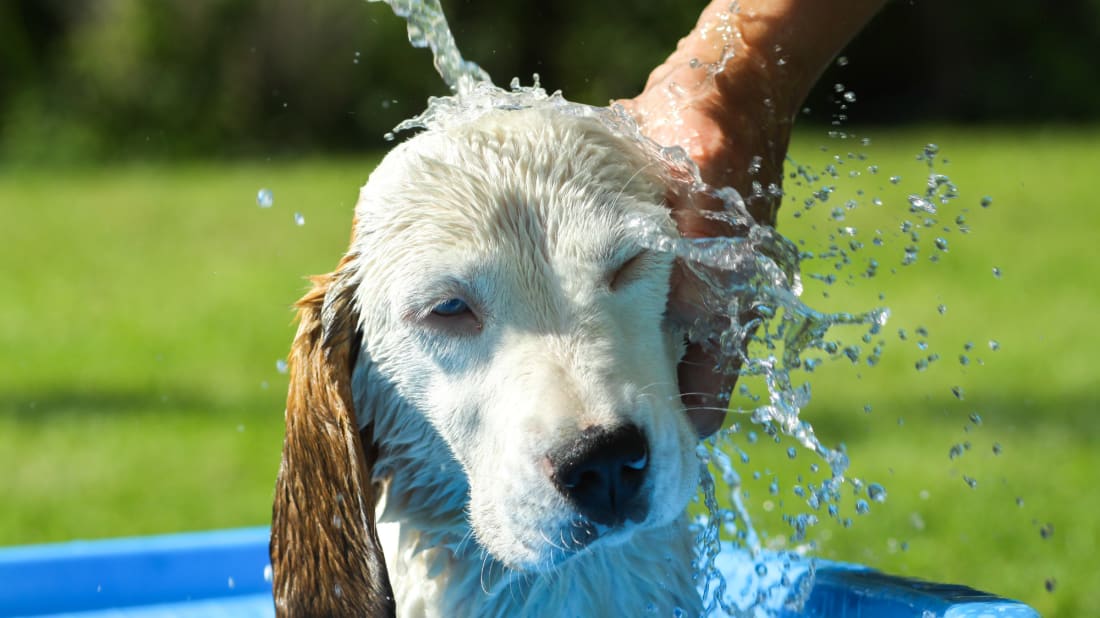 This dog will soon be doing laps.