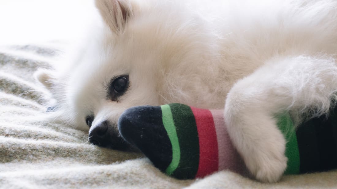 Dogs can benefit from your busted-up socks.