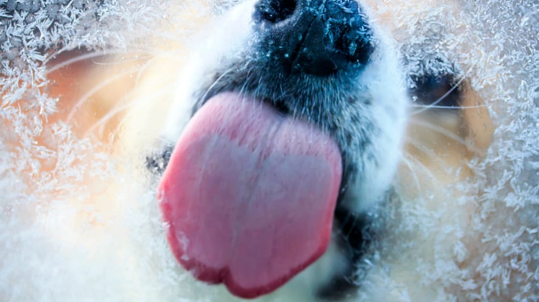 Dogs like to lick windows.