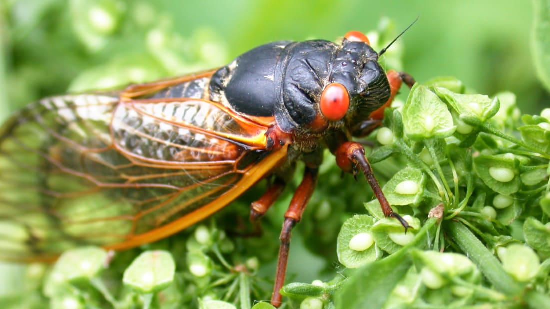 The cicadas are coming!!!