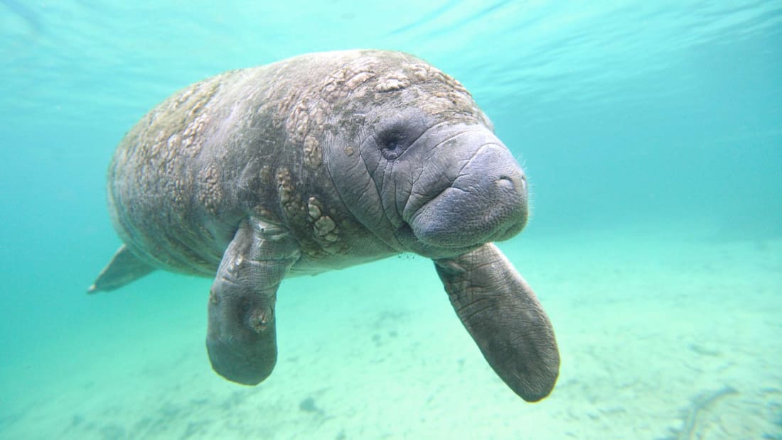 A West Indian manatee in Florida