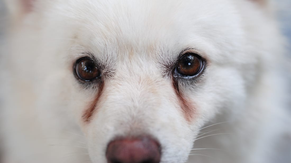 Tear stains on dogs are easily explained.