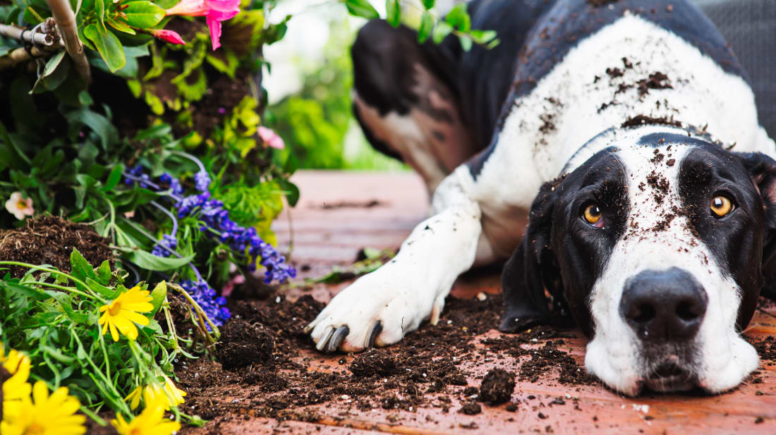 ChristopherBernard/iStock via Getty Images Plus 