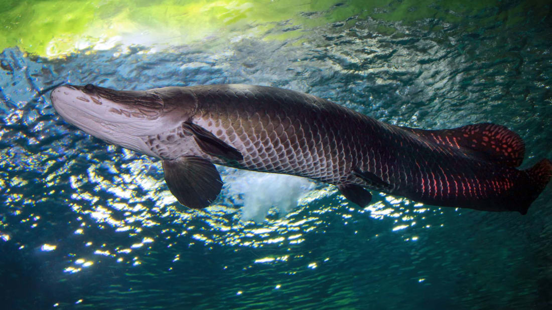 An arapaima ready to retire in Florida.