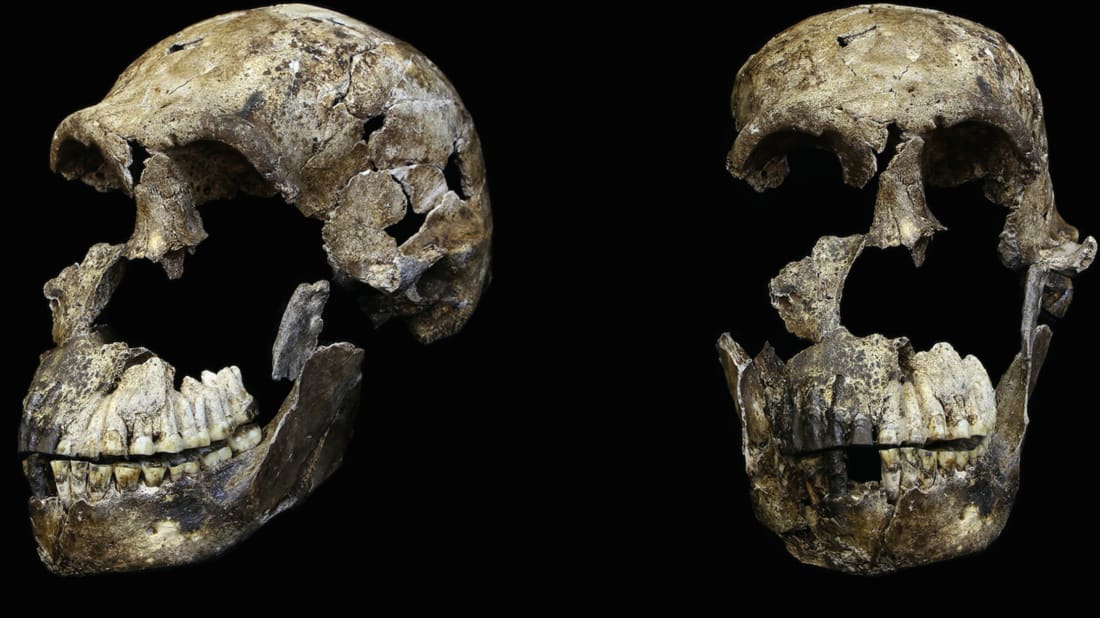 Two views of an adult Homo naledi&nbsp;cranium found in the Lesedi Chamber of the Rising Star cave system in South Africa, wher<em></em>e the remains of 15 individuals were discovered in a different cave in 2013.