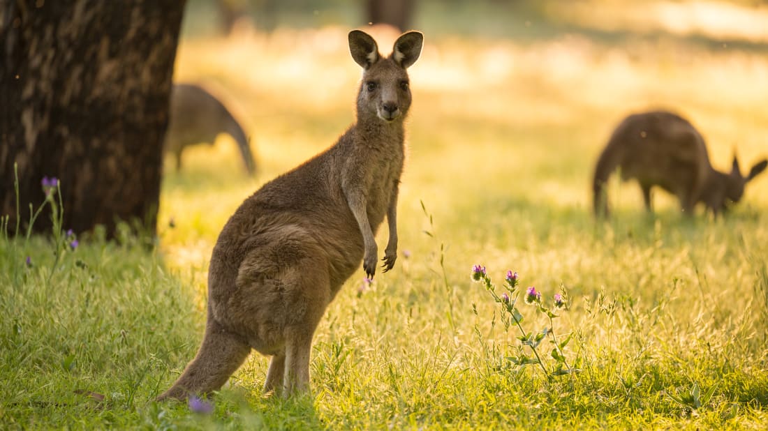 burroblando/iStock via Getty Images