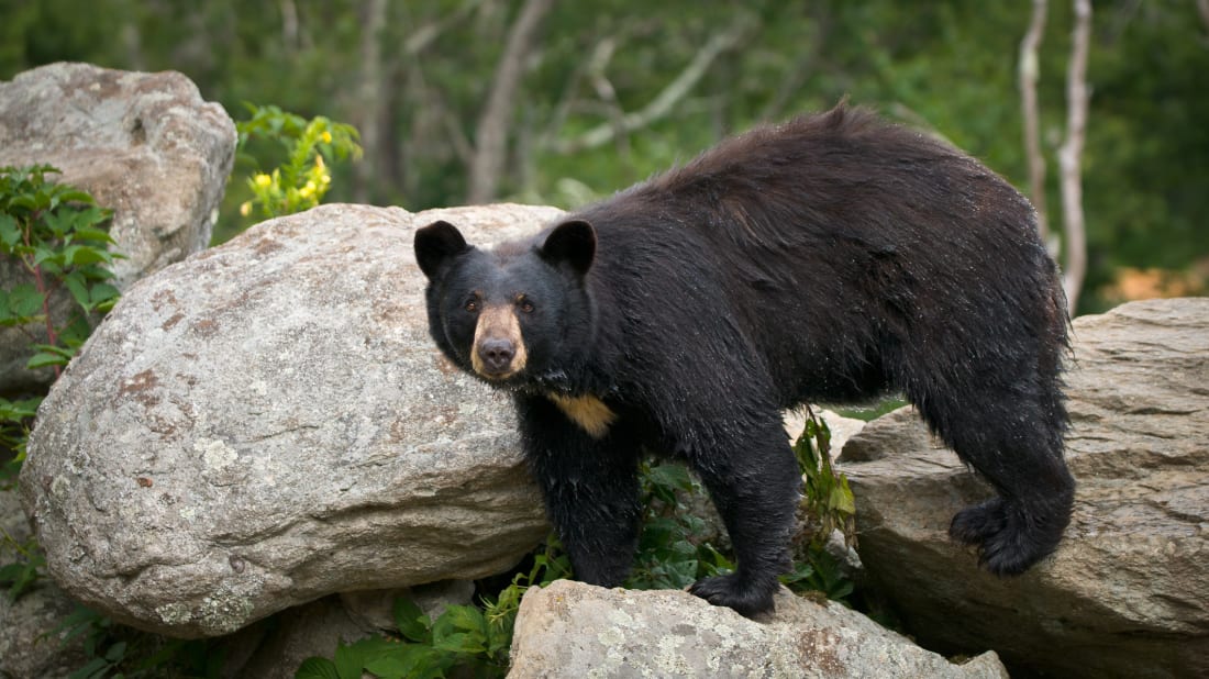 Pro tip: Don't forget to yell "hey, bear!" when entering outhouses in Alaska.