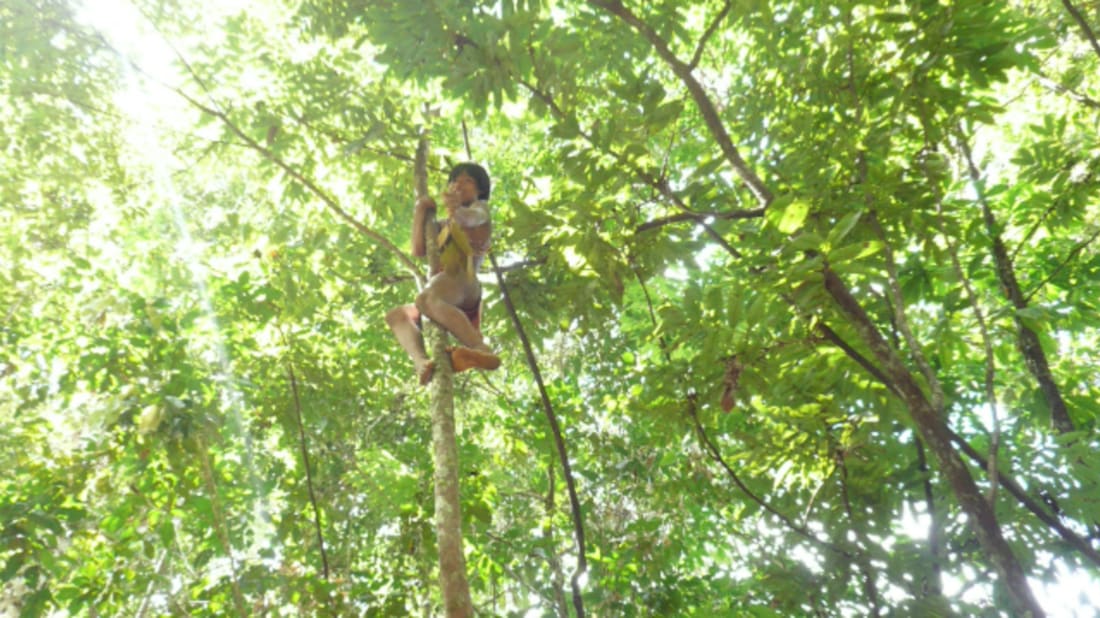 A Jotï child collecting Inga fruits, Kayama, Venezuela (c) Eglee Zent.