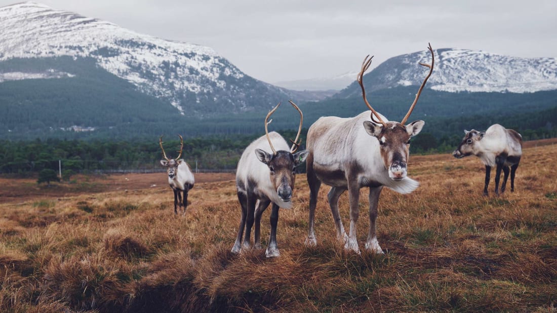 Britain's o<em></em>nly herd of free-ranging reindeer live in Scotland’s Cairngorms Natio<em></em>nal Park.