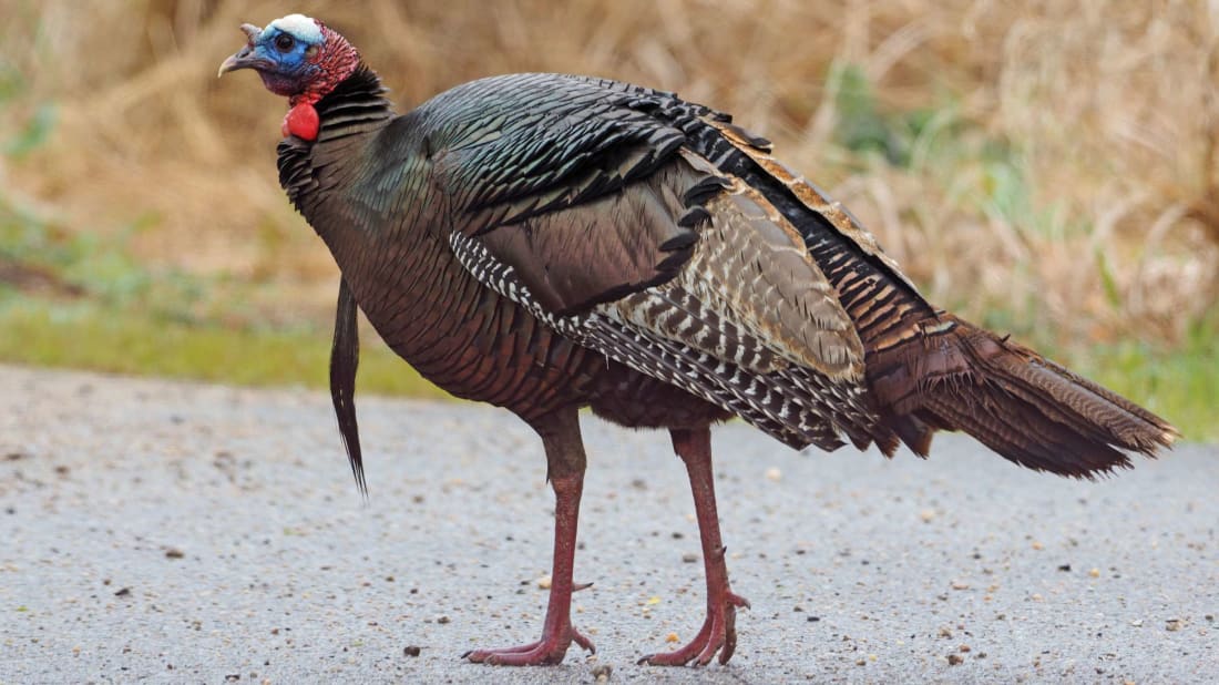 Why did the turkey cross the road? To peck at your tires.